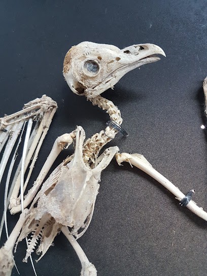 Asphalt Jungle, Tatoueur à Ostwald